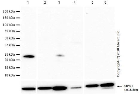Western blot - Anti-ATF3 antibody [EPR19488] - BSA and Azide free (AB232375)