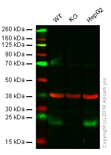 Western blot - Anti-ATF3 antibody [EPR19488] - BSA and Azide free (AB232375)