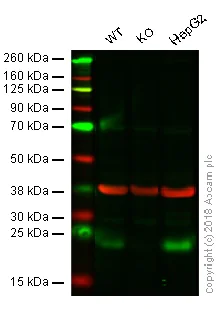 Western blot - Anti-ATF3 antibody [EPR19488] - ChIP Grade (AB207434)