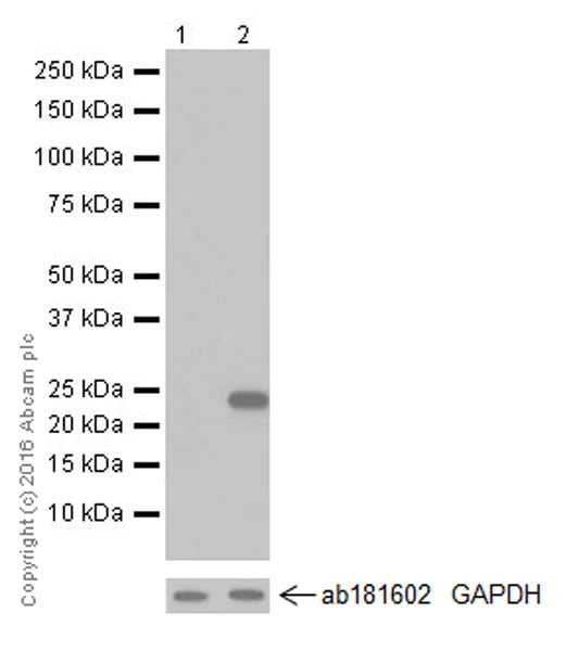 Western blot - Anti-ATF3 antibody [EPR19488] - ChIP Grade (AB207434)