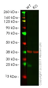 Western blot - Anti-ATF3 antibody [EPR19488] - ChIP Grade (AB207434)