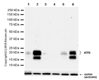 Western blot - Anti-ATF3 antibody [EPR19488] - ChIP Grade (AB207434)