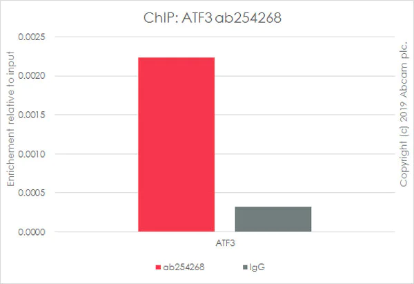 ChIP - Anti-ATF3 antibody [EPR22610-19] - BSA and Azide free (AB256534)