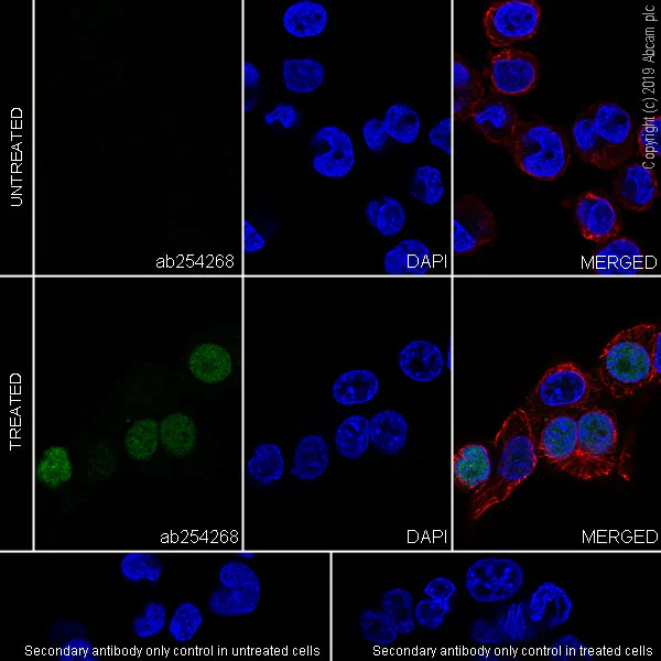 Immunocytochemistry/ Immunofluorescence - Anti-ATF3 antibody [EPR22610-19] - BSA and Azide free (AB256534)