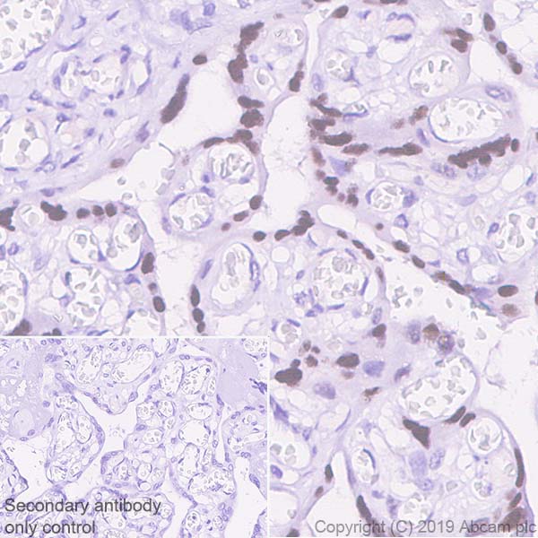 Immunohistochemistry (Formalin/PFA-fixed paraffin-embedded sections) - Anti-ATF3 antibody [EPR22610-19] - BSA and Azide free (AB256534)