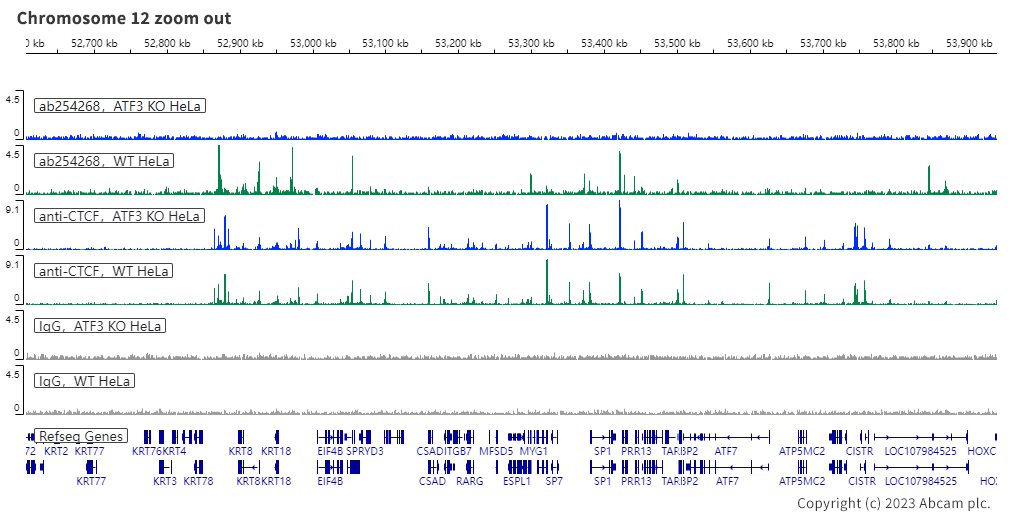 ChIC/CUT&RUN sequencing - Anti-ATF3 antibody [EPR22610-19] - ChIP Grade (ab254268), expandable thumbnail