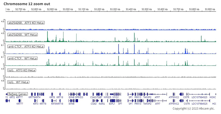ChIC/CUT&RUN sequencing - Anti-ATF3 antibody [EPR22610-19] - ChIP Grade (AB254268)