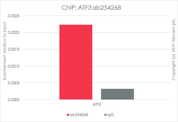 ChIP - Anti-ATF3 antibody [EPR22610-19] - ChIP Grade (AB254268), expandable thumbnail