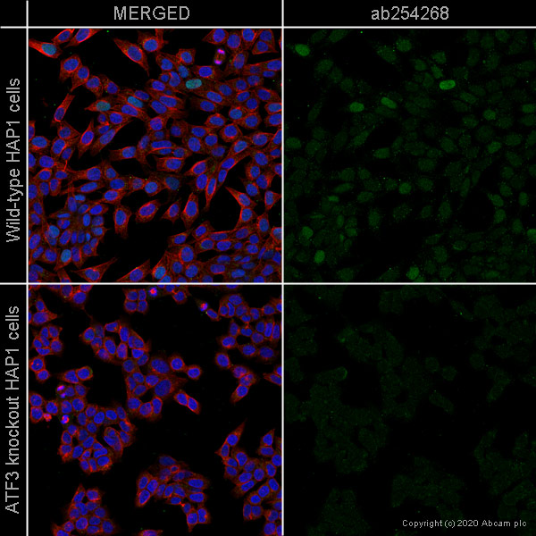 Immunocytochemistry/ Immunofluorescence - Anti-ATF3 antibody [EPR22610-19] - ChIP Grade (AB254268), expandable thumbnail