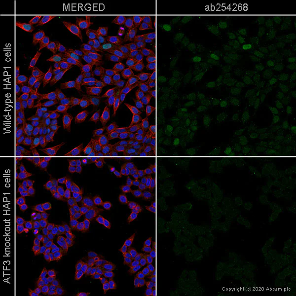 Immunocytochemistry/ Immunofluorescence - Anti-ATF3 antibody [EPR22610-19] - ChIP Grade (AB254268)
