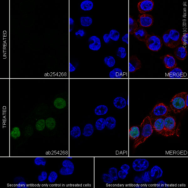 Immunocytochemistry/ Immunofluorescence - Anti-ATF3 antibody [EPR22610-19] - ChIP Grade (ab254268), expandable thumbnail