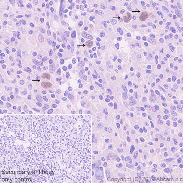 Immunohistochemistry (Formalin/PFA-fixed paraffin-embedded sections) - Anti-ATF3 antibody [EPR22610-19] - ChIP Grade (AB254268)