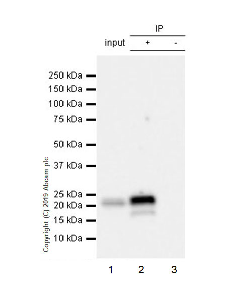 Immunoprecipitation - Anti-ATF3 antibody [EPR22610-19] - ChIP Grade (ab254268), expandable thumbnail