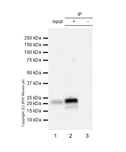 Immunoprecipitation - Anti-ATF3 antibody [EPR22610-19] - ChIP Grade (AB254268)