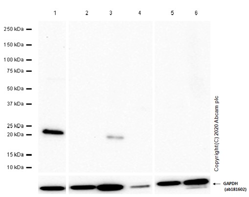 Western blot - Anti-ATF3 antibody [EPR22610-19] - ChIP Grade (AB254268), expandable thumbnail