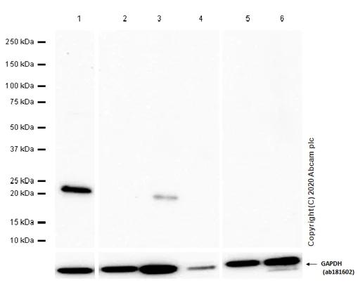 Western blot - Anti-ATF3 antibody [EPR22610-19] - ChIP Grade (AB254268)