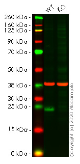 Western blot - Anti-ATF3 antibody [EPR22610-19] - ChIP Grade (AB254268), expandable thumbnail