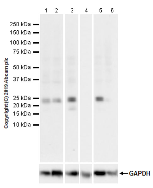 Western blot - Anti-ATF3 antibody [EPR22610-19] - ChIP Grade (ab254268), expandable thumbnail