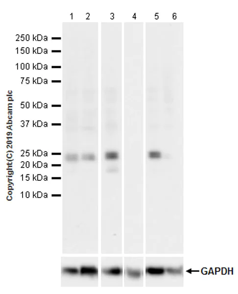 Western blot - Anti-ATF3 antibody [EPR22610-19] - ChIP Grade (AB254268)