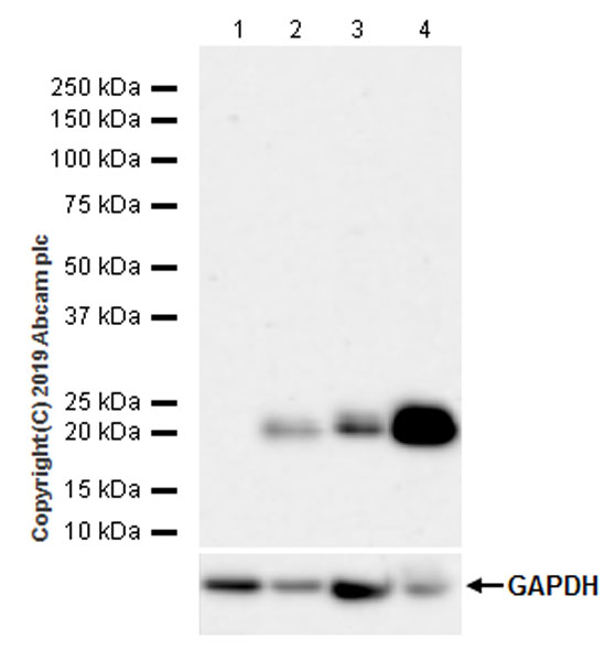 Western blot - Anti-ATF3 antibody [EPR22610-19] - ChIP Grade (ab254268), expandable thumbnail
