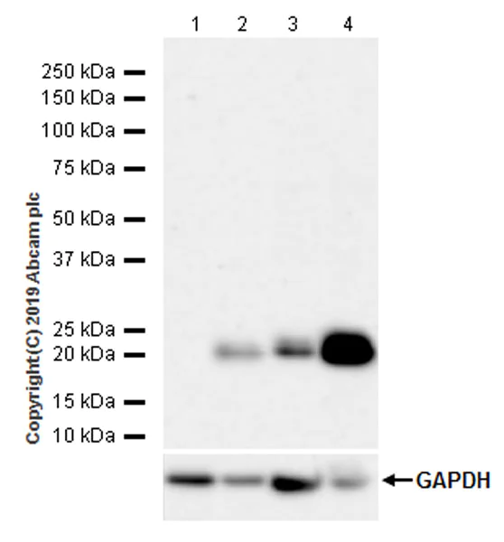 Western blot - Anti-ATF3 antibody [EPR22610-19] - ChIP Grade (AB254268)