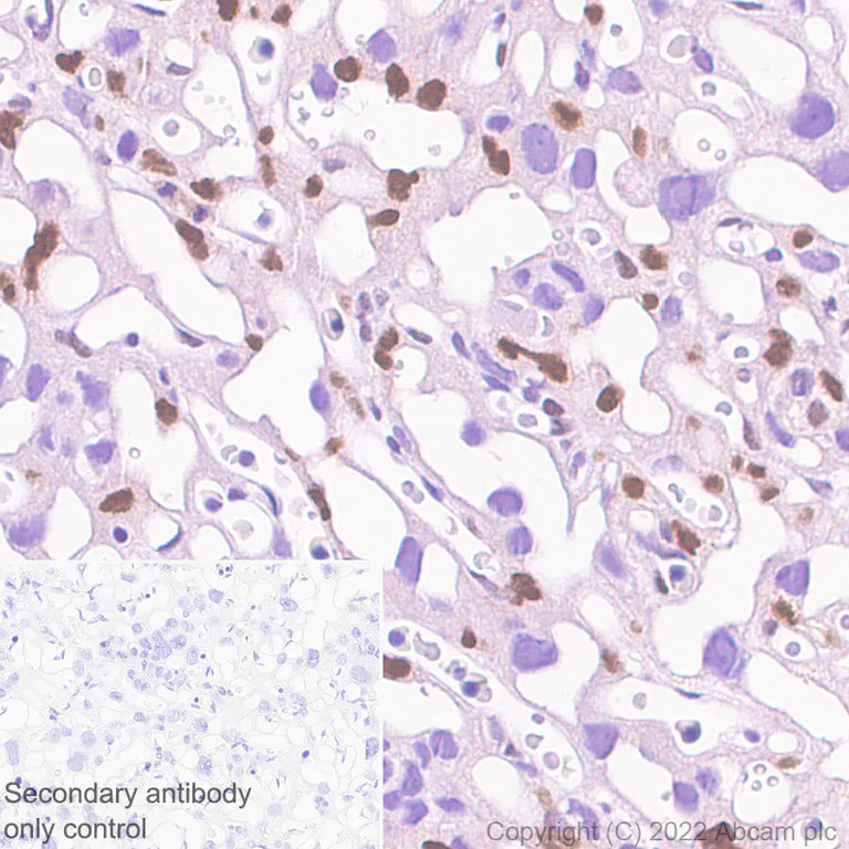 Immunohistochemistry (Formalin/PFA-fixed paraffin-embedded sections) - Anti-ATF3 antibody [EPR25413-65] (AB305293)