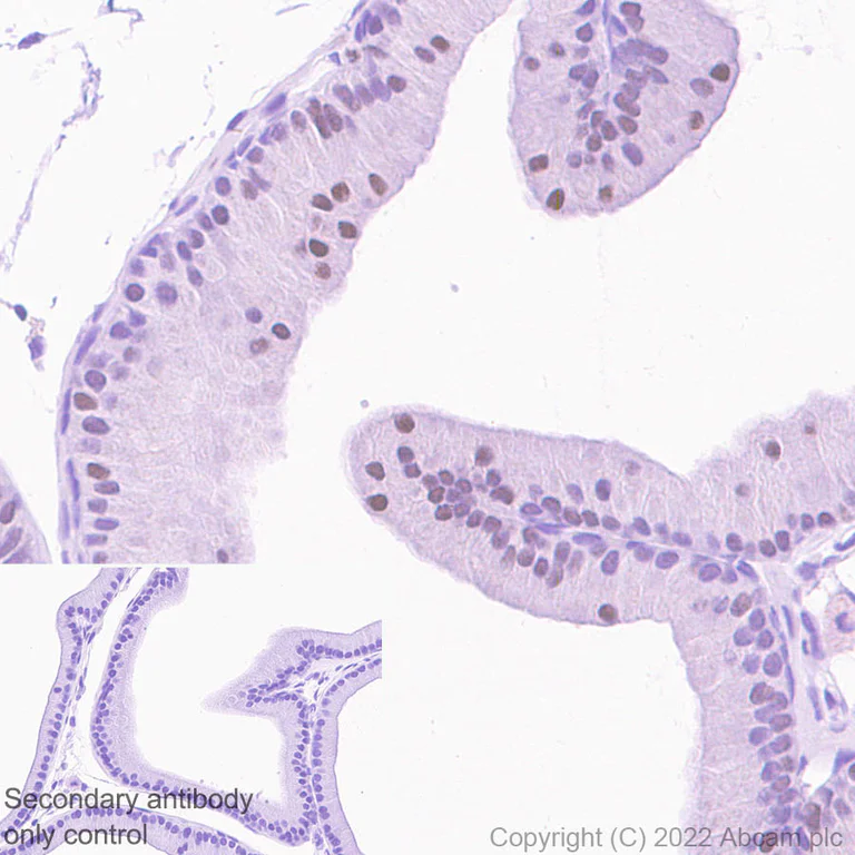 Immunohistochemistry (Formalin/PFA-fixed paraffin-embedded sections) - Anti-ATF3 antibody [EPR25413-65] (AB305293)