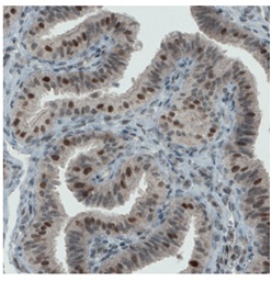 Immunohistochemistry (Formalin/PFA-fixed paraffin-embedded sections) - Anti-ATF3 [CL1685] antibody (AB191513)