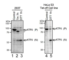 Western blot - Anti-ATF6 antibody [1-7] (AB122897)