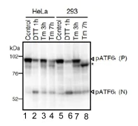 Western blot - Anti-ATF6 antibody [1-7] (AB122897)
