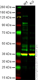 Western blot - Anti-ATF6 antibody [1-7] (AB122897)