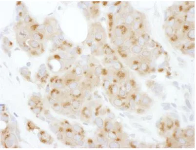 Immunohistochemistry (Formalin/PFA-fixed paraffin-embedded sections) - Anti-ATF6 antibody (AB134561)