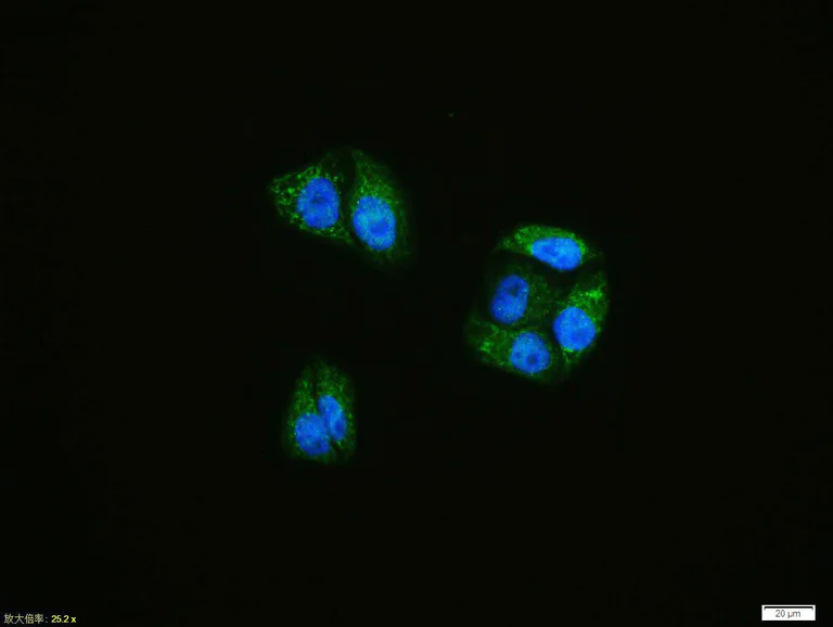 Immunohistochemistry (Formalin/PFA-fixed paraffin-embedded sections) - Anti-ATF6 antibody (AB203119)