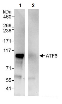 Immunoprecipitation - Anti-ATF6 antibody (AB245359)