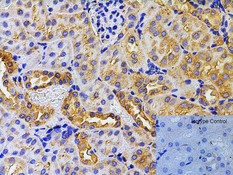 Immunohistochemistry (Formalin/PFA-fixed paraffin-embedded sections) - Anti-ATF6 antibody (AB37149)