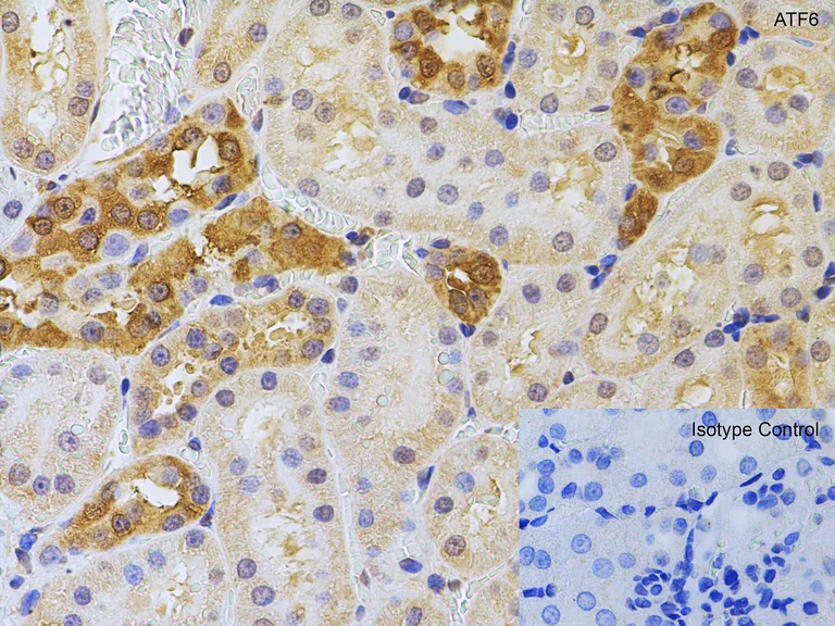Immunohistochemistry (Formalin/PFA-fixed paraffin-embedded sections) - Anti-ATF6 antibody (AB37149)