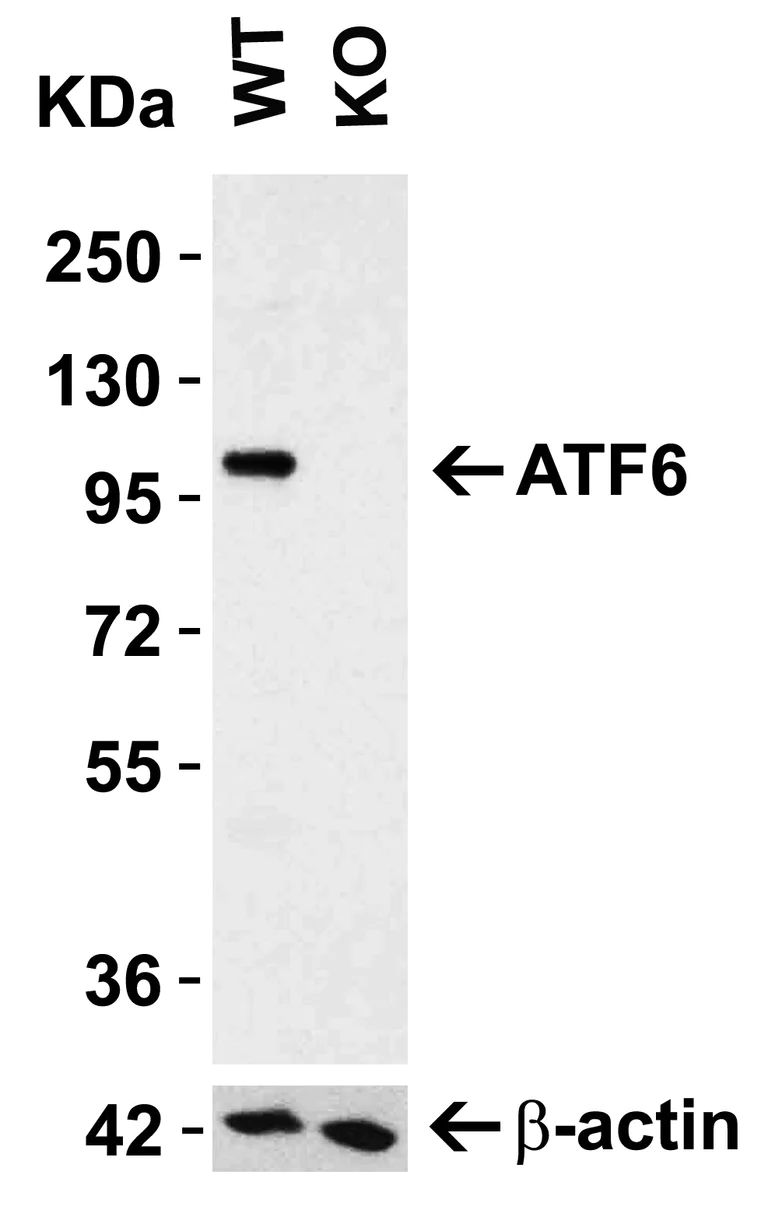 Western blot - Anti-ATF6 antibody (AB37149)