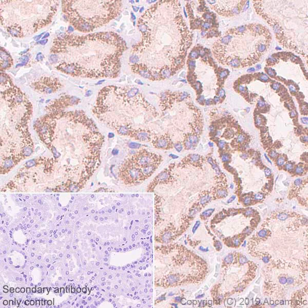 Immunohistochemistry (Formalin/PFA-fixed paraffin-embedded sections) - Anti-ATF6 antibody [EPR22690-84] - ChIP Grade (AB227830)
