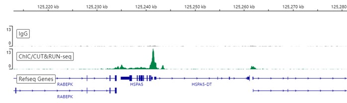 ChIC/CUT&RUN sequencing - Anti-ATF6 antibody [EPR22690-84] - ChIP Grade - BSA and Azide free (AB263955), expandable thumbnail