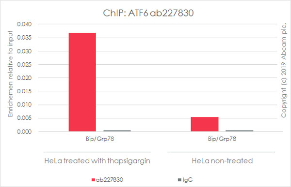 ChIP - Anti-ATF6 antibody [EPR22690-84] - ChIP Grade - BSA and Azide free (AB263955), expandable thumbnail