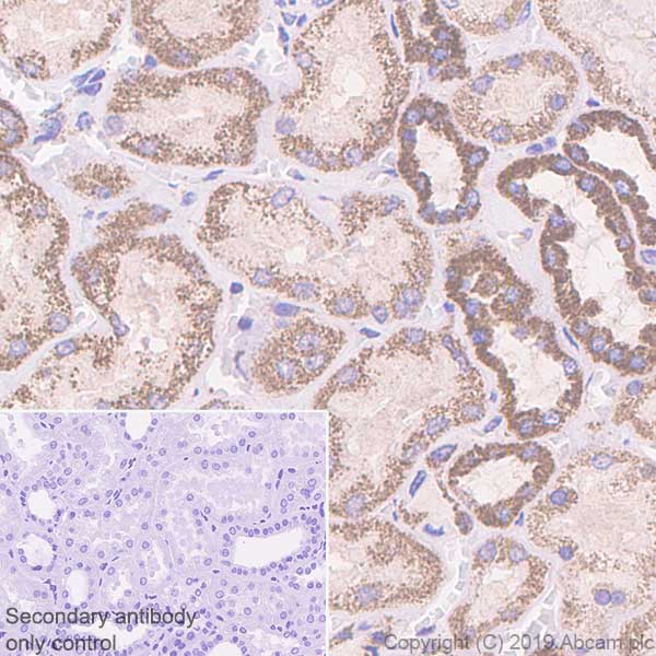 Immunohistochemistry (Formalin/PFA-fixed paraffin-embedded sections) - Anti-ATF6 antibody [EPR22690-84] - ChIP Grade - BSA and Azide free (AB263955), expandable thumbnail