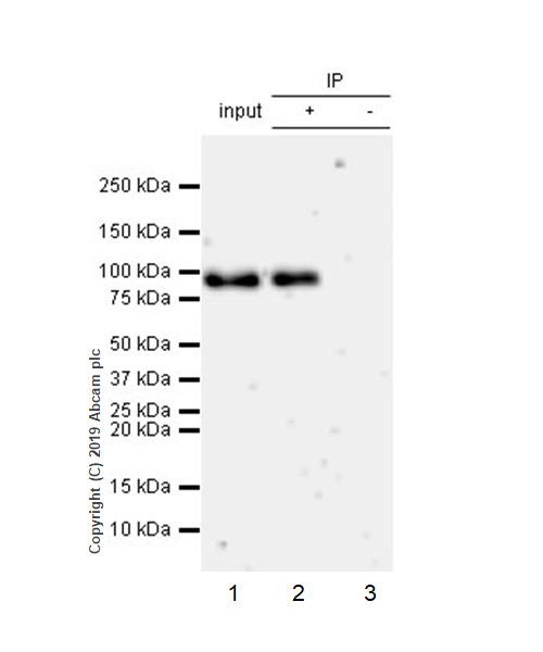 Immunoprecipitation - Anti-ATF6 antibody [EPR22690-84] - ChIP Grade - BSA and Azide free (AB263955), expandable thumbnail