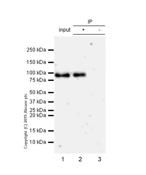 Immunoprecipitation - Anti-ATF6 antibody [EPR22690-84] - ChIP Grade - BSA and Azide free (AB263955)