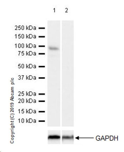 Western blot - Anti-ATF6 antibody [EPR22690-84] - ChIP Grade - BSA and Azide free (AB263955), expandable thumbnail