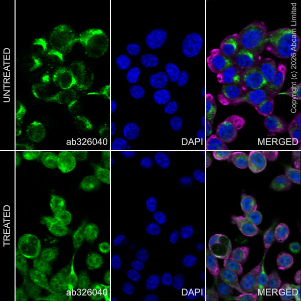 Immunocytochemistry/ Immunofluorescence - Anti-ATF6 antibody [EPR31046-524] (AB326040)