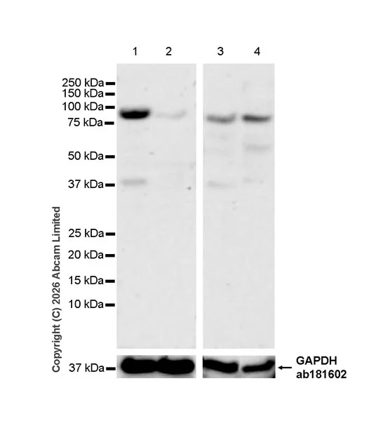 Western blot - Anti-ATF6 antibody [EPR31046-524] (AB326040)