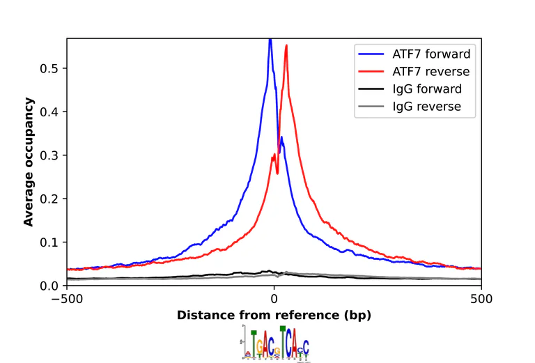 ChIP - Anti-ATF7 Antibody (AB327179)