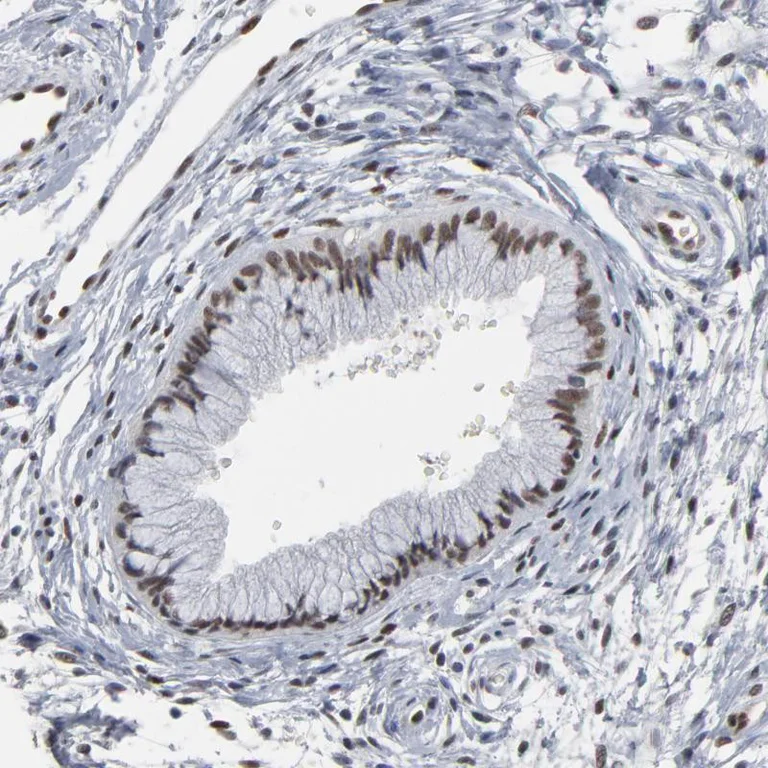 Immunohistochemistry (Formalin/PFA-fixed paraffin-embedded sections) - Anti-ATF7 Antibody (AB327179)