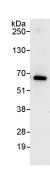 Immunoprecipitation - Anti-ATF7 antibody (AB87844)