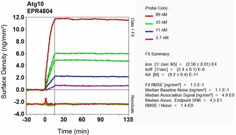 OI-RD Scanning - Anti-ATG10 antibody [EPR4804] (AB124711), expandable thumbnail